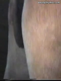 人类和动物-A-Gay公驴交配[Zoophilia动物马种马性别],等着你欣赏