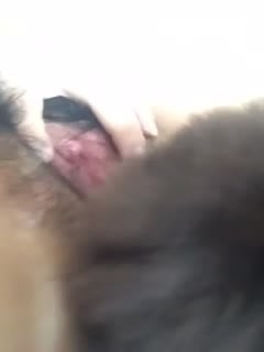 [兽人]泰迪狂添女主人bb，女主人很享受